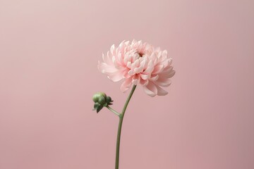 pink carnation flower made by midjourney