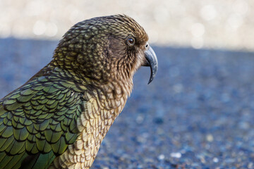 kea in a carpark