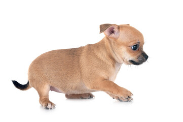 Obraz premium chihuahua in studio