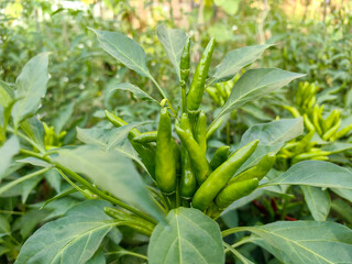 Obraz premium Green pepper, a healthy and green food.