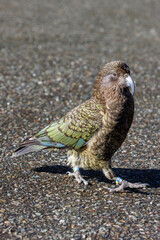 Kea in a carpark