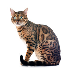 bengal cat in studio
