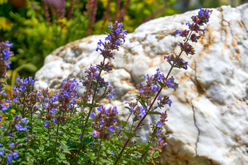 Landscaping, gardening. Blue flowers medicinal herbal sage, marble white stone
