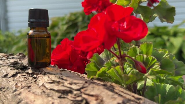 Brown glass bottle filled with fragrant Rose Geranium Essential Oil resting on a wood beside fresh red Geranium Flowers in full bloom.