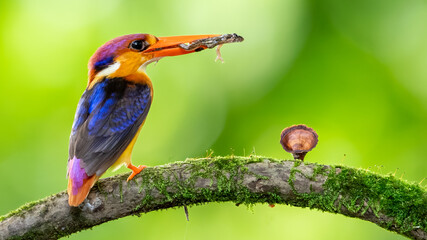 Oriental dwarf kingfisher (Ceyx erithaca)