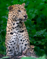 Indian leopard (Panthera pardus fusca)