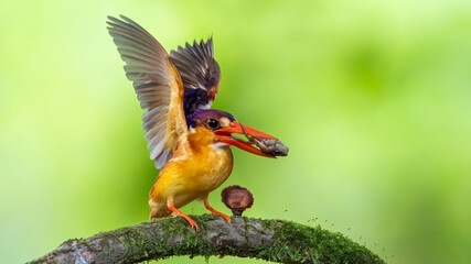 Oriental dwarf kingfisher (Ceyx erithaca)