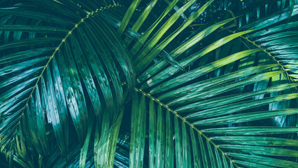Green of palm leaf for abstract background, nature background, Leaves.
