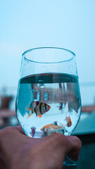 fish in a glass