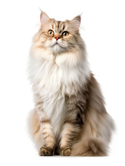 Fototapeta premium Photo of a Siberian cat isolated on a white background