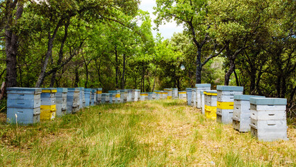 Fototapeta na wymiar Bee hives in green forest. Beekeeping.
