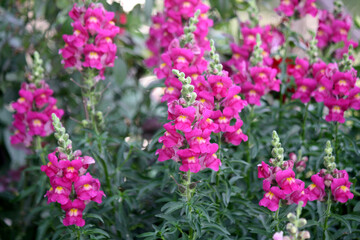 Snapdragon flowers (Antirrhinum majus) in pink color : (pix Sanjiv Shukla)