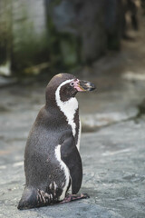 Obraz premium 動物園のペンギン