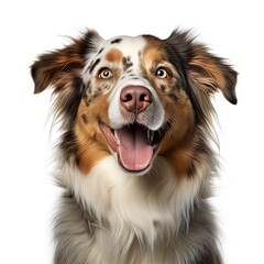 A joyful Australian Shepherd dog with a wide open mouth created with Generative AI technology