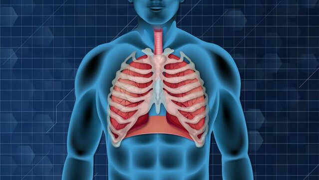 Medical animation showcasing human respiratory system and lung function on blue square background.