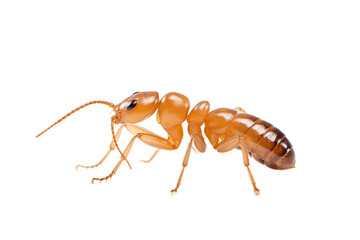 Termite on White Background Isolated Transparent Background - Generative AI