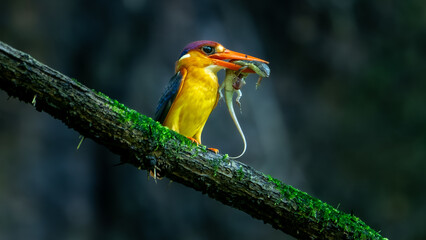 Oriental dwarf kingfisher (Ceyx erithaca)