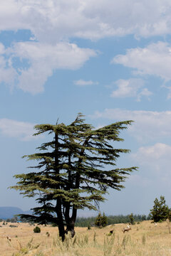 An alone tree of the Taurus cedar, mentioned much in the epic of Gilgamesh who was the king of Uruk in ancient Mesopotamia