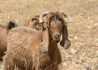 A young ewe of the Damascus goat on Taurus Mountains in Erdemli, Turkey