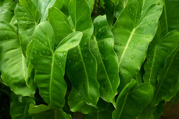 Green leaves with water drop