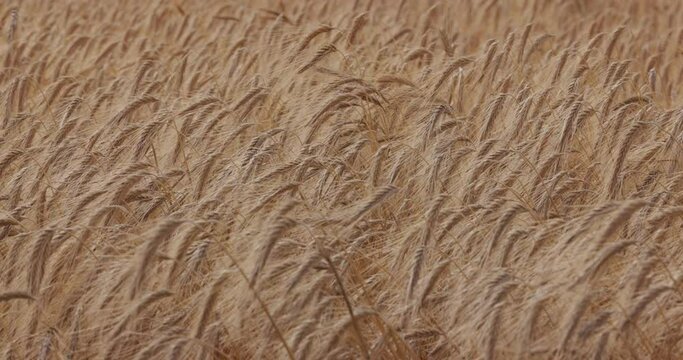 Summer wheat field: gentle winds caress swaying ears, grains, and organic agriculture. Slow-mo 4k