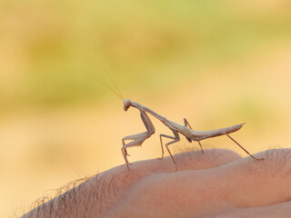 Mediterranean mantis on a hand. Iris oratoria