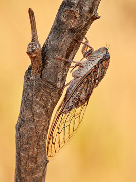 Spittlebugs, Cicadas, Leafhoppers and Treehoppers. Cicada barbara