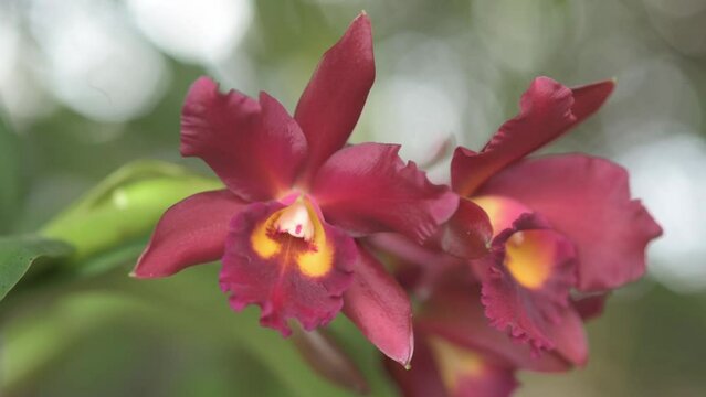 Red Cattleya Orchid, image of the plant isolated with blurred background