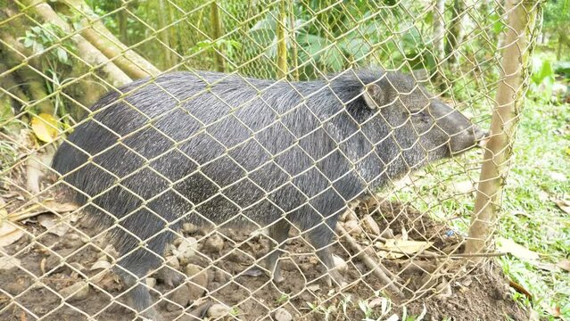 Mesmerizing sajino in captivity: Observe a captive peccary in 4K, filmed at Tena's local zoo