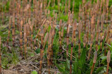 Equisetum arvense, the field horsetail or common horsetail, is an herbaceous perennial plant of the family Equisetaceae. Horsetail plant Equisetum arvense - obrazy, fototapety, plakaty