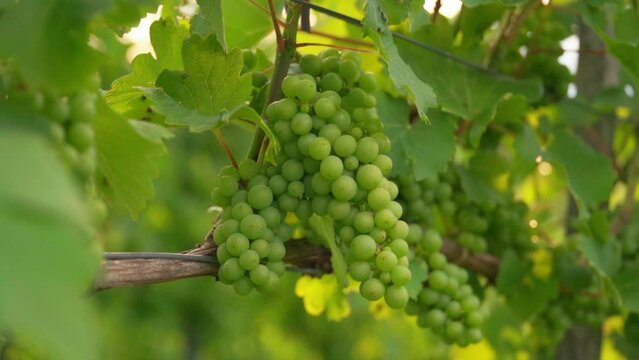 Stunning HD footage of a green grape cluster hanging on a vine in a vineyard in the heart of Prlekija, Slovenia. The video was captured during sunny summer day.
