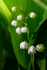 Lily of the Valley flowers Convallaria majalis with tiny white bells. Macro close up of poisonous flowering plant. Springtime herald and popular garden flower