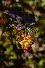 Berberis thunbergii japanese barberry ornamental flowering shrub, group of beautiful small yellow petal flowers in bloom, purple reddish leaves