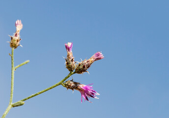 Centaurea virgata is a species of Centaurea on Taurus Mountains in Mersin