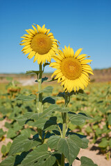 Two sunflowers in a sunflower field