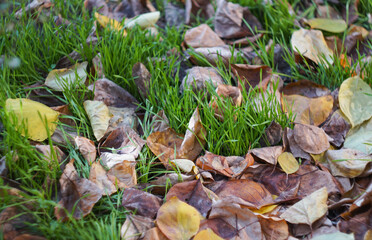 Yellow leaves are scattered on the gr