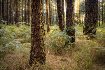 Obraz premium Canarian Forest. Magical forest. Canarian pines, ferns and typical flora of the Canarian forests illuminated by the golden rays of the sun at sunset. Las Lagunetas Forest Tenerife, Canary Islands