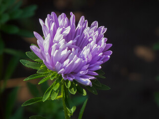 purple and white dahlia flower