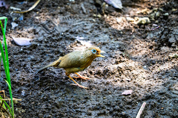 囀るガビチョウ