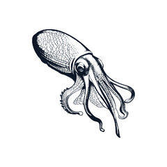 Squid Marine Animal with Tentacles Engraved Vector Illustration