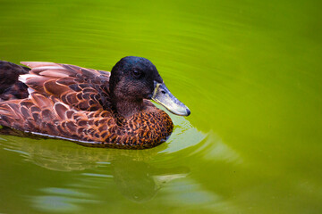 close-up of a brown Muscovy duck swimming in a green pond.