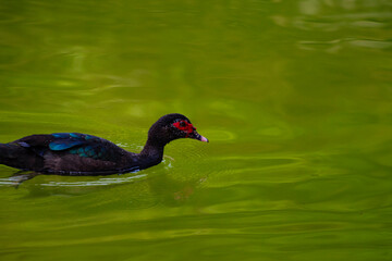 close-up of a red-headed muscovy duck