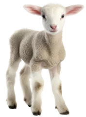 Fototapete Rund Cute white lamb isolated on a white background as transparent PNG, animal © Flowal93