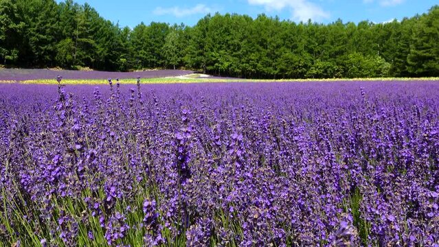 Lavender waves in a gentle breeze, against a backdrop of lush green fields and a serene blue sky.