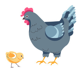 Hen and small chick, chicken breeding on farm