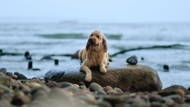 Goldendoodle Dog Lying Resting on Bloudler With Splashing Wave Rolling Over Pebble Stony Beach in Background - Low angle Slow Motion