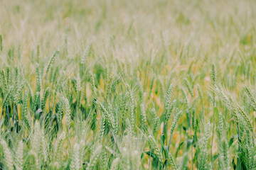 green wheat field in summer