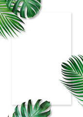 Fototapeta na wymiar Summer tropical leaves on white background with copy space