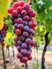 Harvest ripe red grapes on the vine