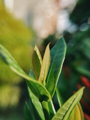 close up of leaves